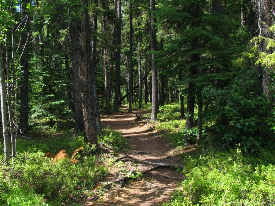 Canadian Woodland By XXx Dreamscapes xXx On DeviantArt