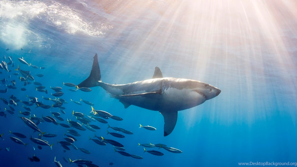 Shark Wallpapers HD