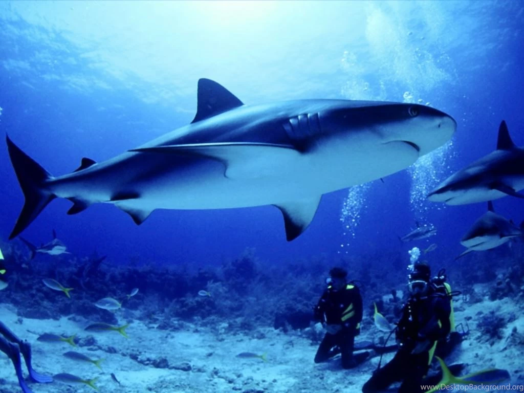 Predators Prowling The Sea: Scary Or Stunning, Sharks Are Jawesome ...