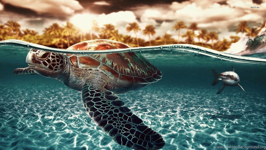 Shark Wallpapers 1249 Images Widescreen