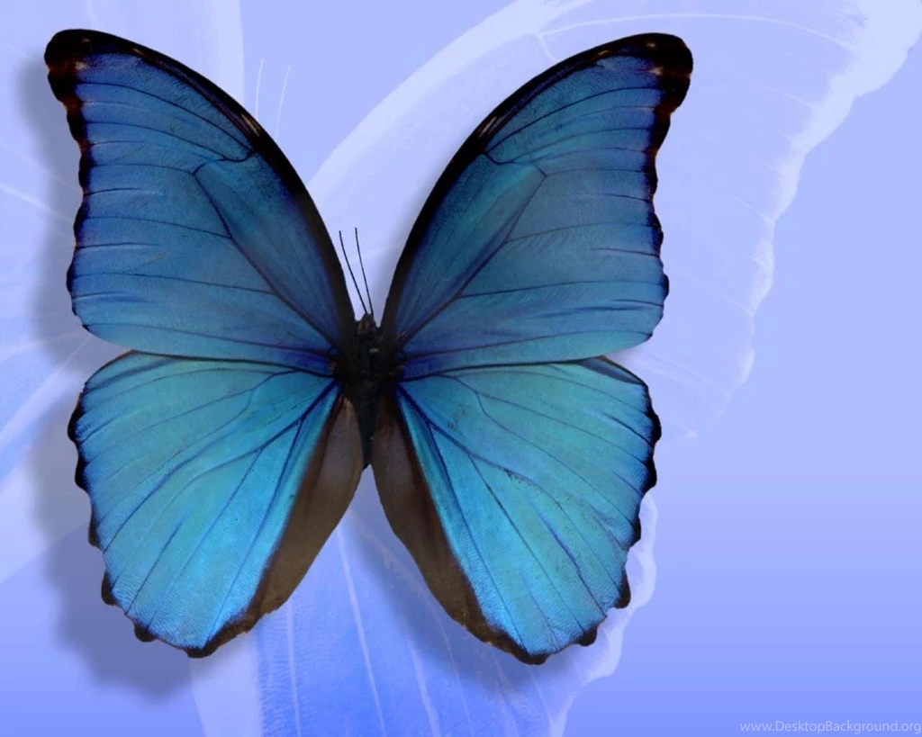 Butterflies Blue Color Hd Wallpapers (