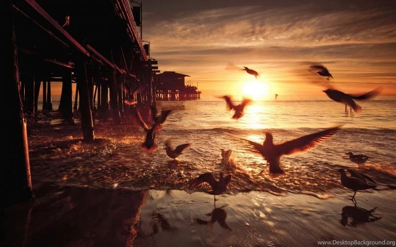 Sunset, Birds, Bridge, United States, California Wallpaper,Sunset ...