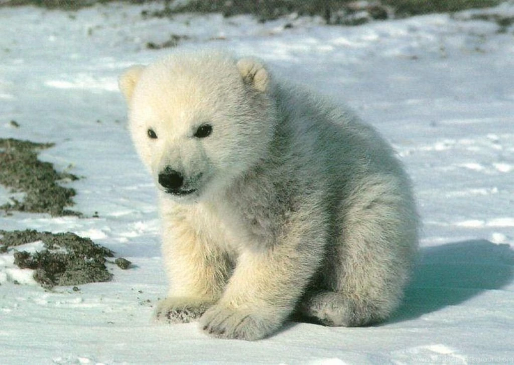 Nice Cute Bears Polar Nature Cute Wallpaper, HQ Backgrounds