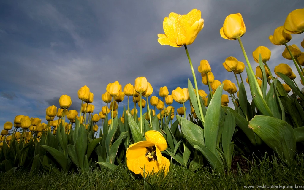 Nature Wallpapers HD Desktop