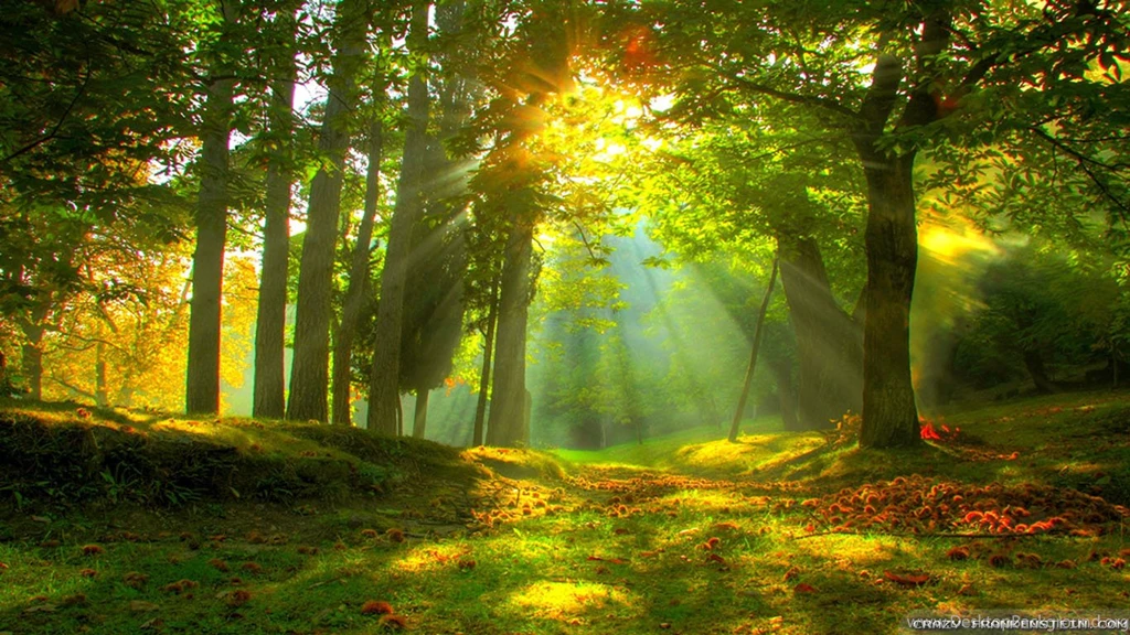 Forest Wallpapers Hd Collection (31+)