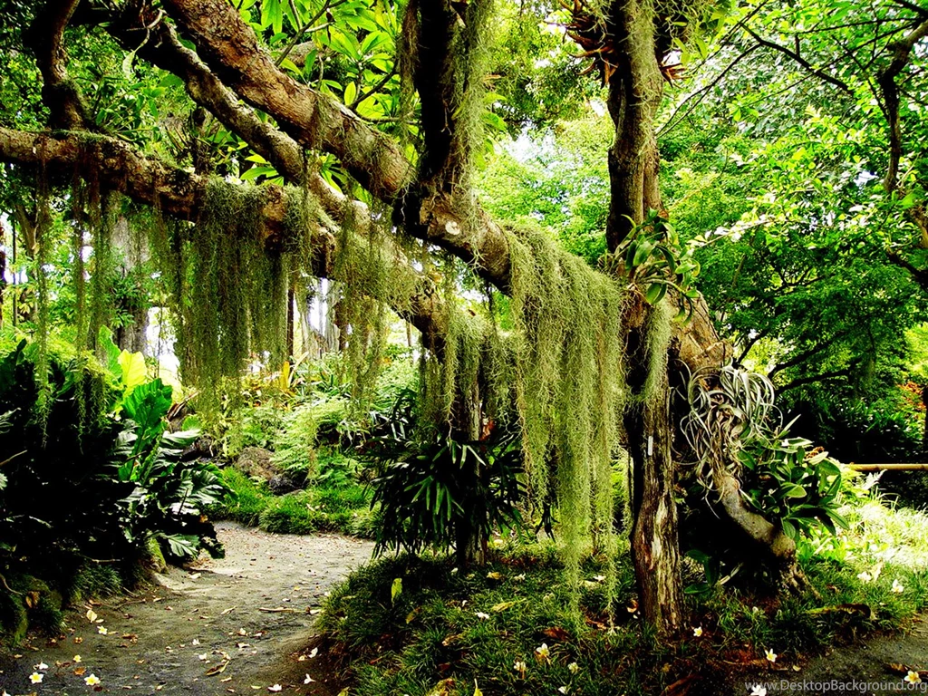 Nature Wallpaper: Forest High Resolution Wallpaper Backgrounds HD ...