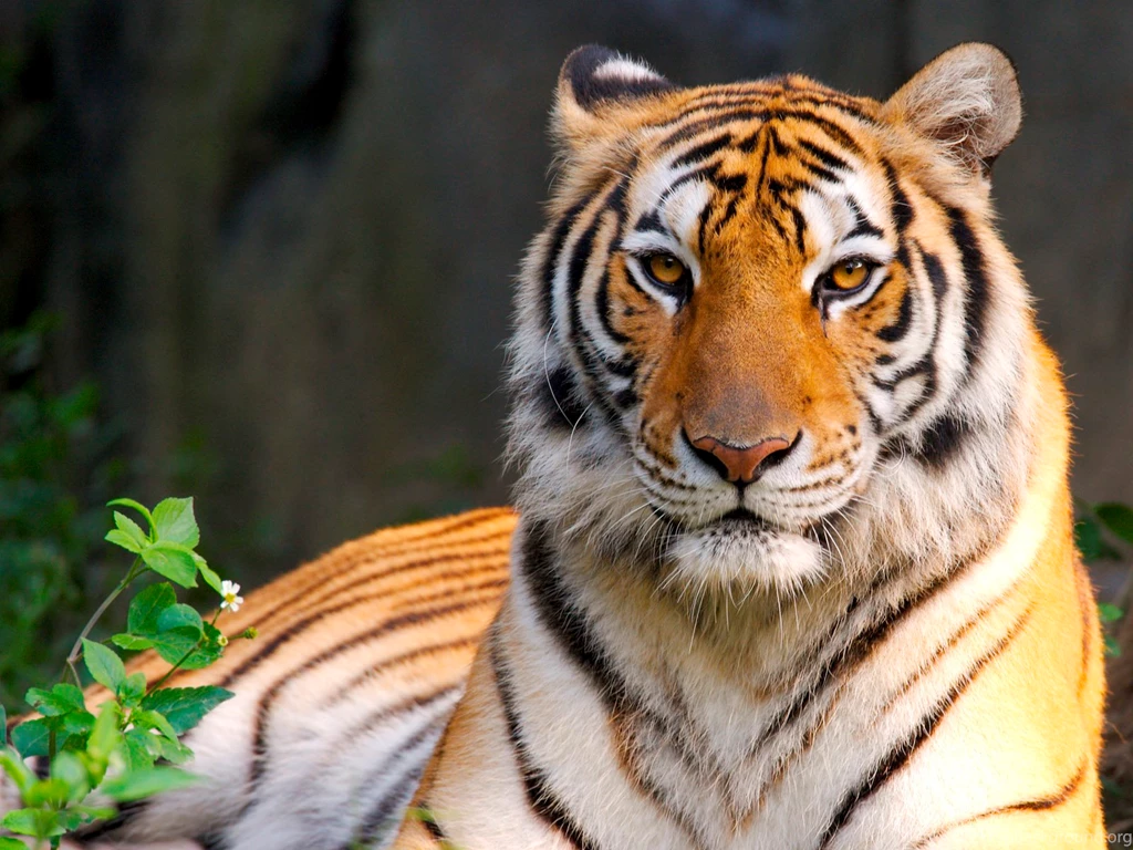 Free Animal Wallpapers For Desktop WI19