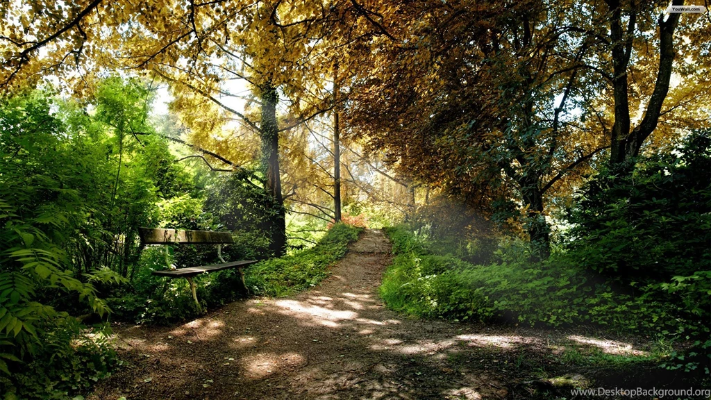 High Resolution Forest Path Desktop HD Wallpapers Full Size ...
