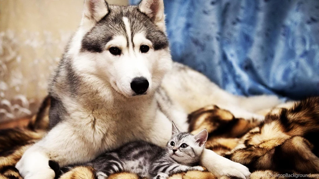 Desktop Backgrounds Cute Animals Desktop Image. Cute Animal ...