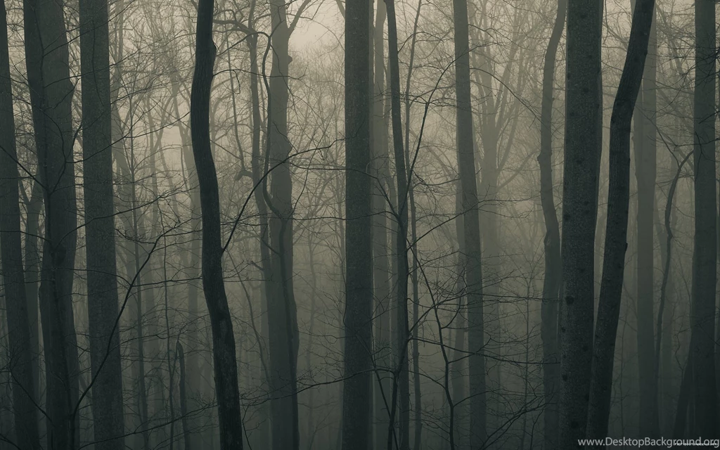 Creepy And Foggy Forest Wallpaper Backgrounds