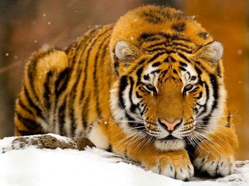 Siberian Tiger In Snow HD Desktop Wallpapers : Widescreen : High ...