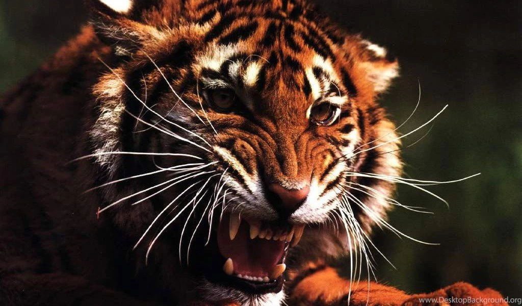 Paper Tiger Wallpapers Wallpapers HD Wide