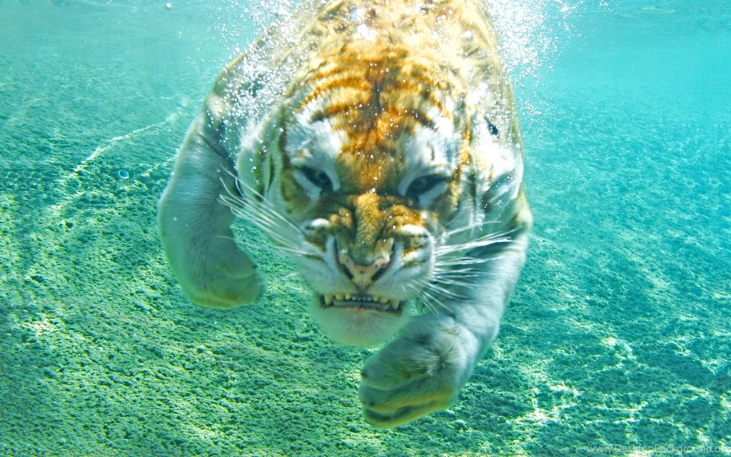 Colorful Tiger Wallpapers 1920x1200 ImgMob