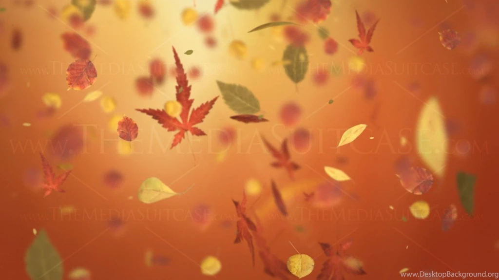 Autumn Leaves Backgrounds Video Loop HD
