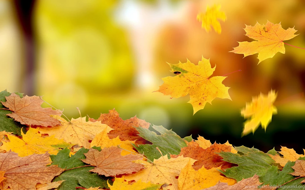 Fall Leaves Wallpaper Backgrounds 1242 2880x1800 UMad.com