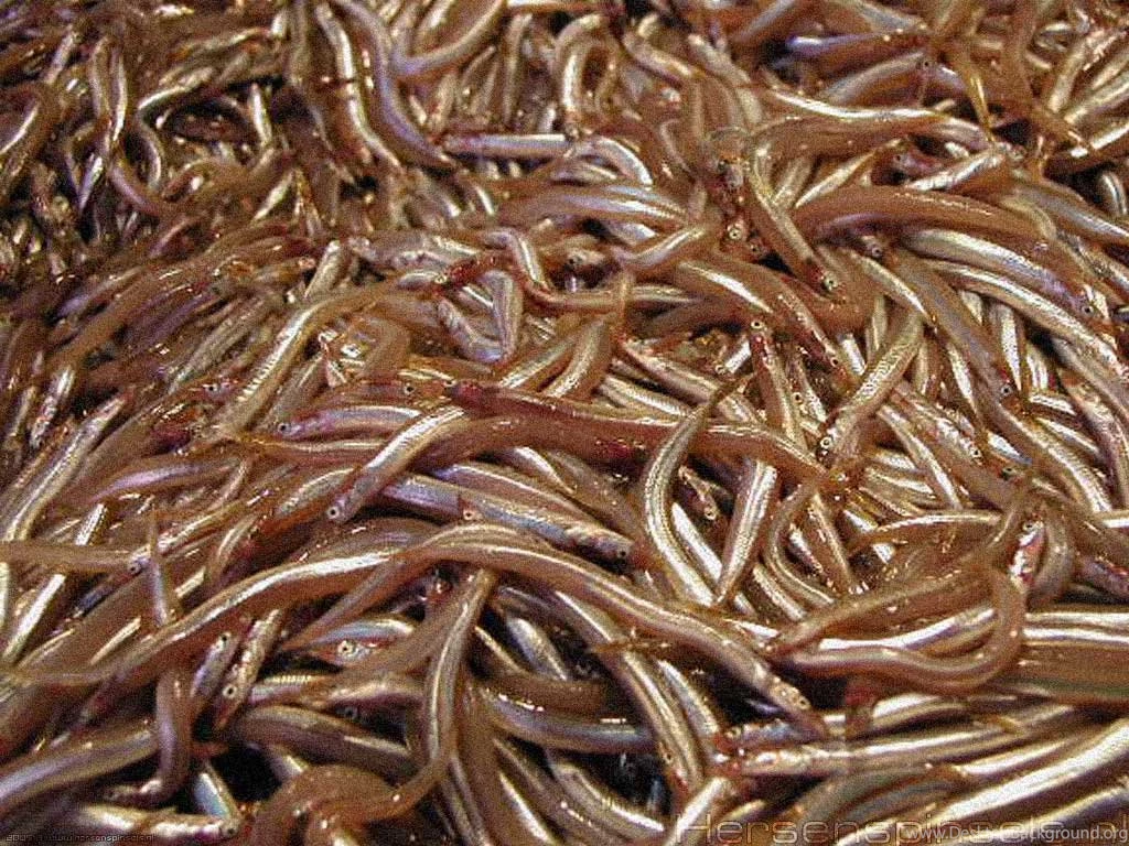 Wallpaper: 'Barca's Market 3'   Detail Of The Merchandise Of A ...