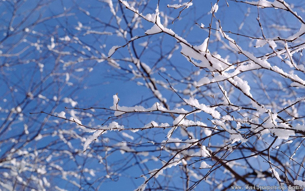 Branch With Snow - Landscape Wallpapers Free Download ...
