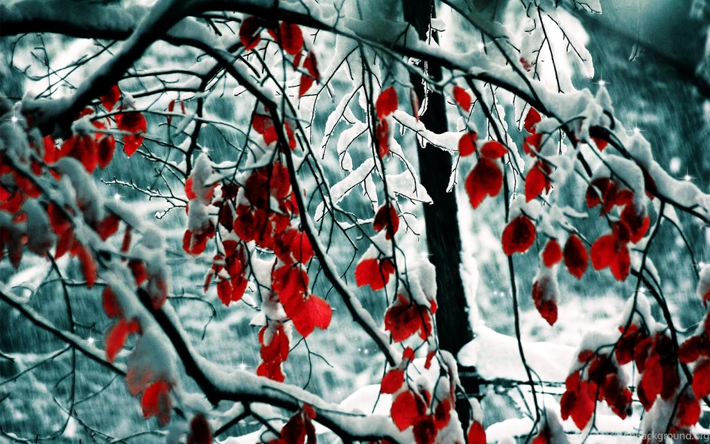 Snow Wallpapers