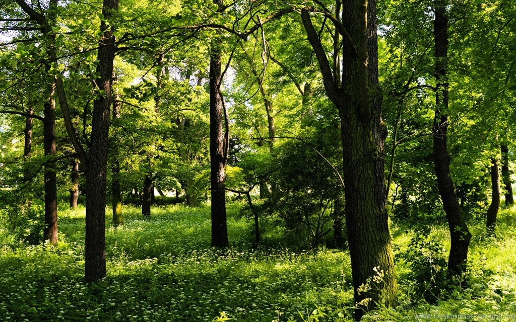 959781 Trees Wallpapers