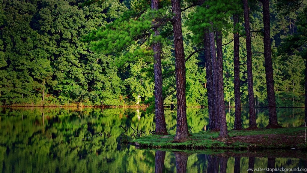 TrEEs Trees Wallpapers (21056615) Fanpop