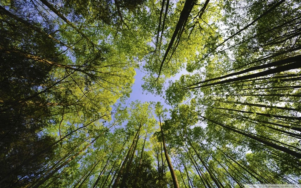 Tall Trees, Forest HD Desktop Wallpapers : Widescreen : High ...