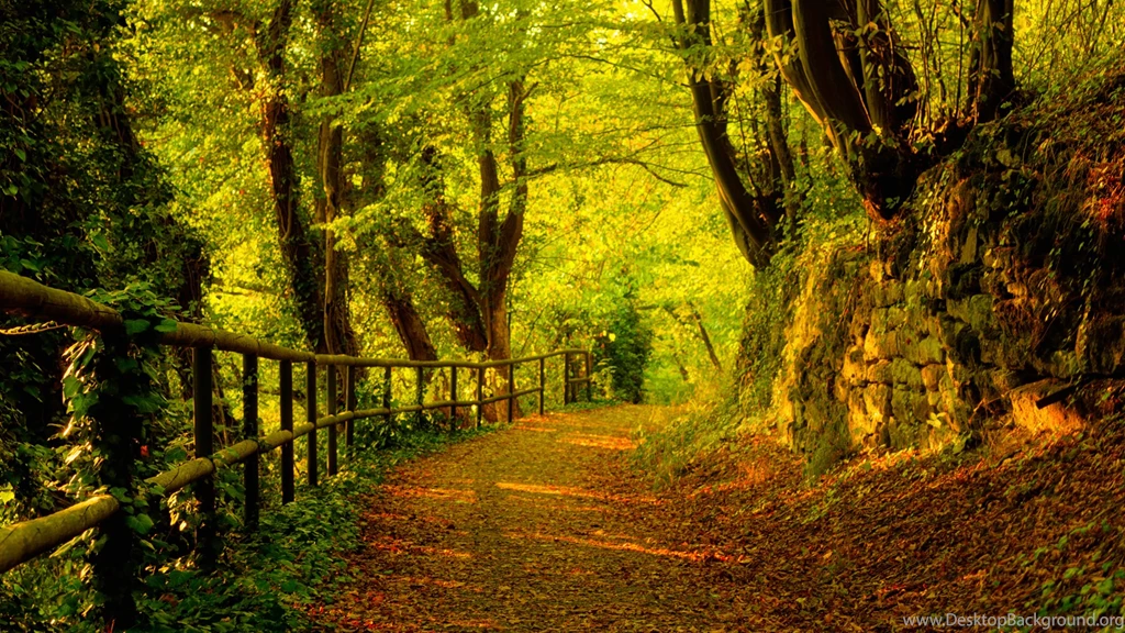 Wallpapers Threes Autumn Trees Images 1920x1080