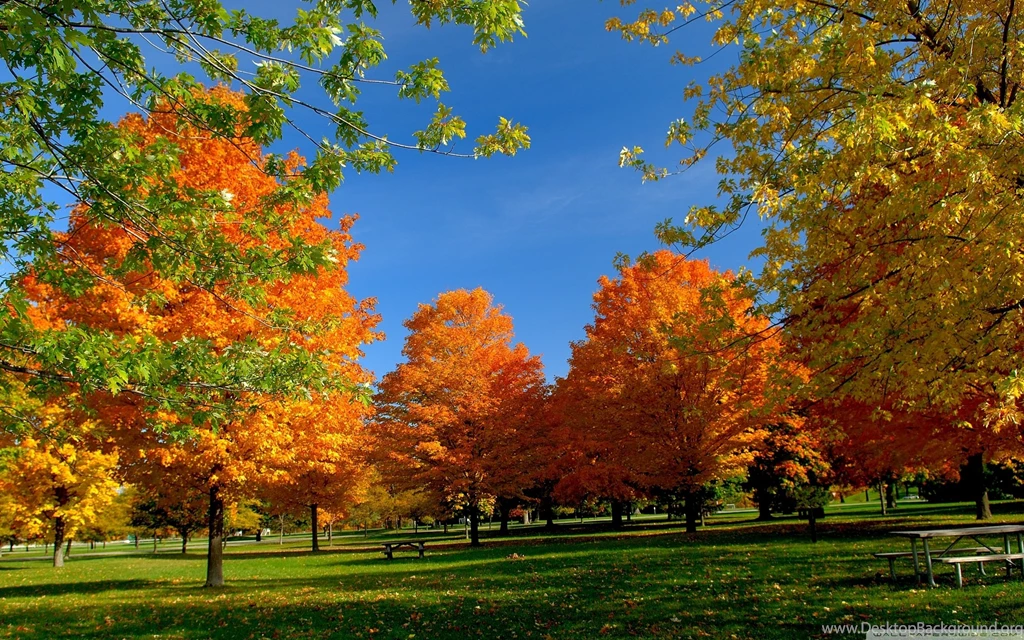 Download Orange Fall Trees Wallpapers Wallpapers Printed