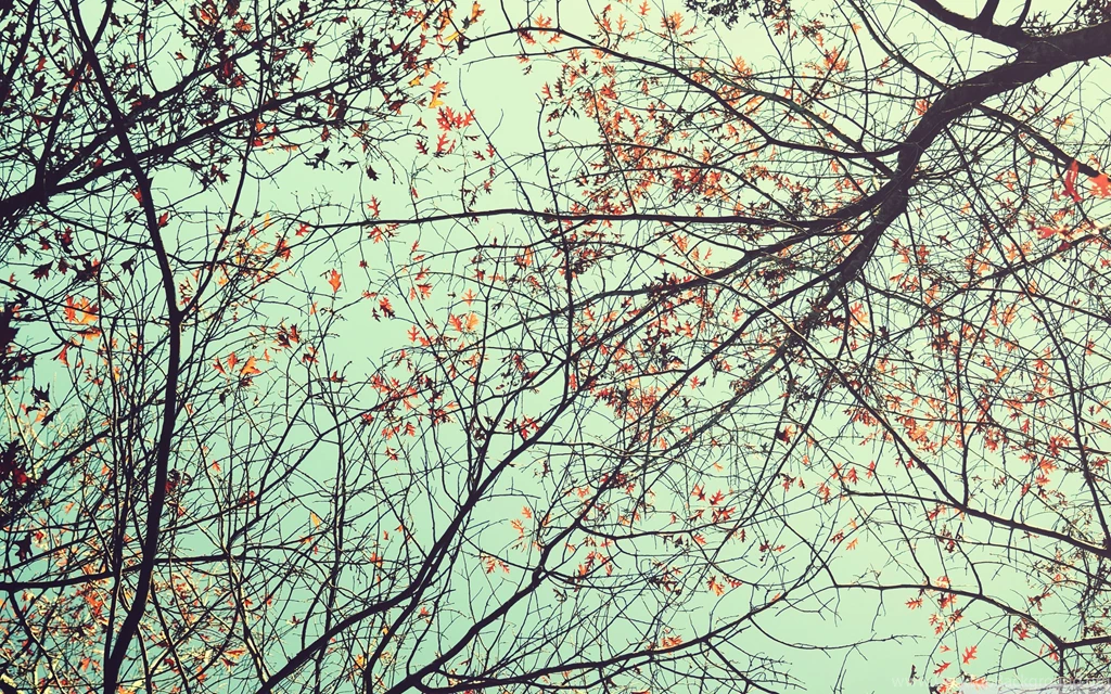 Обои На Айпад, Eye, Trees, 2880x1800 HD Wallpapers And FREE Stock Photo