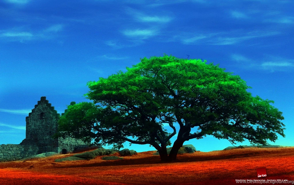 1273 Tree HD Wallpapers