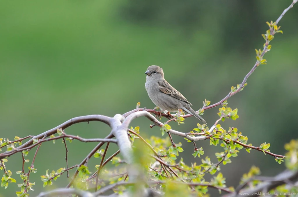 Desktop Wallpaper: Birds