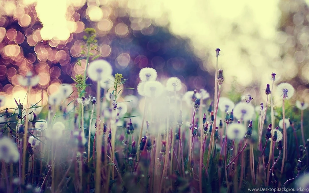 Dandelion Images And Wallpapers Download