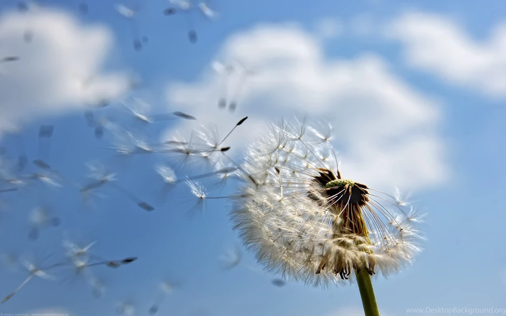 Download The Seeding Dandelion Wallpaper, Seeding Dandelion iPhone ...
