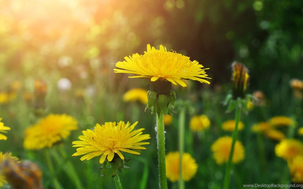 Dandelions Yellow Flowers Wallpapers Desktop 4K Resolution