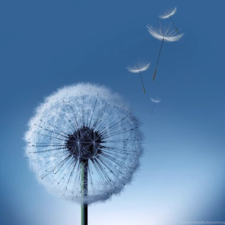 Galaxy S3 Dandelion HD Wallpapers