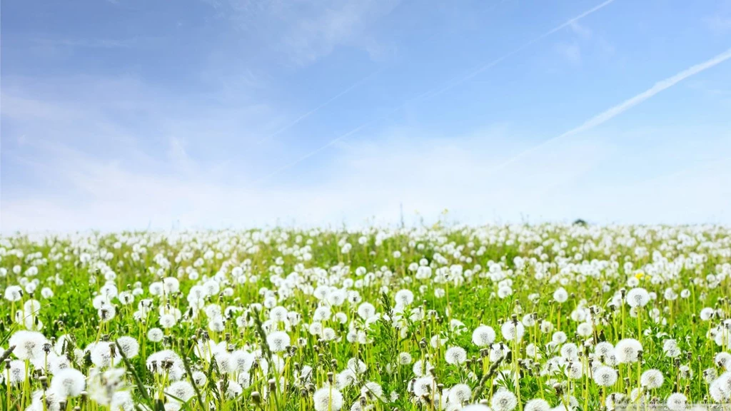 White Dandelions Field HD Desktop Wallpapers : Fullscreen : Mobile ...