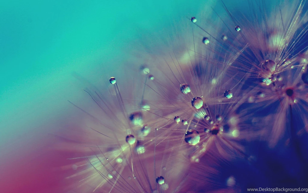 Dandelion Wallpapers