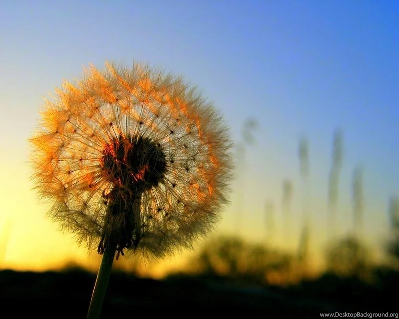 Flowers,dandelions Flowers Dandelions 1920x1536 Wallpapers ...