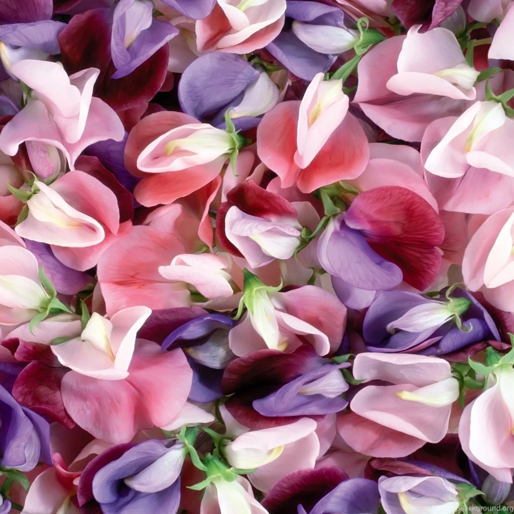 Purple And Pink Flowers iPad Wallpapers Download