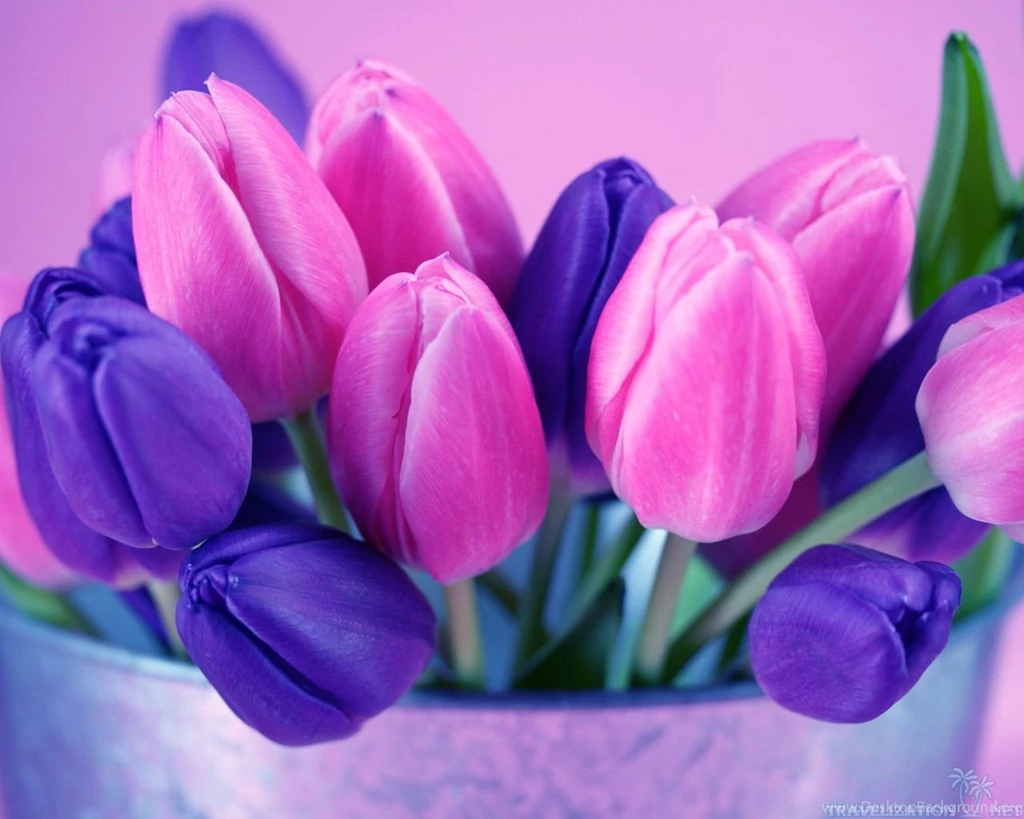 Divine Spring Tulips Wallpapers