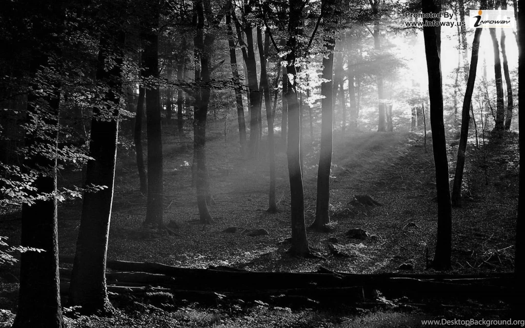 Black And White Nature Wallpapers Photo 82 Of 267