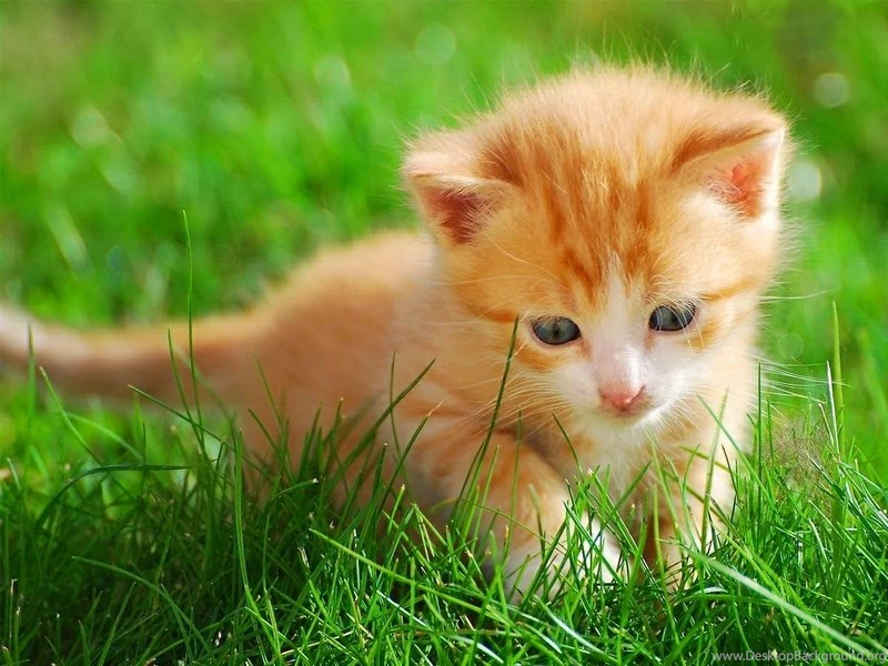 Adorable Cat Little Kitten In The Grass – Animals Cats HD Desktop ...
