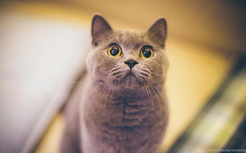 Cat Wallpapers Android Apps On Google Play