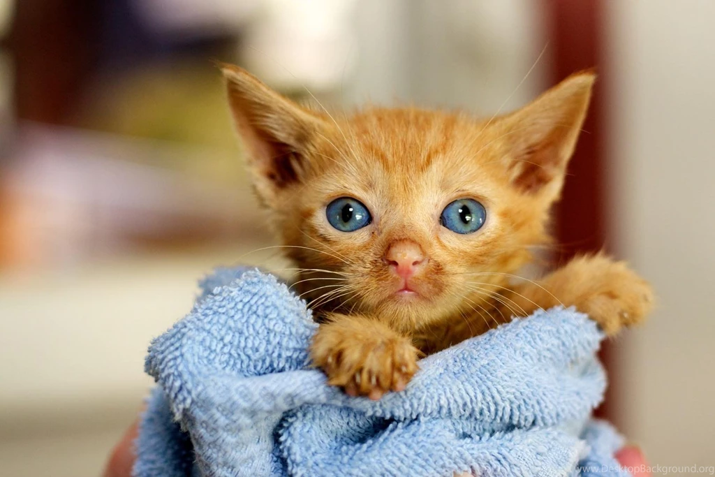 ADORABLE KITTEN WALLPAPER   (