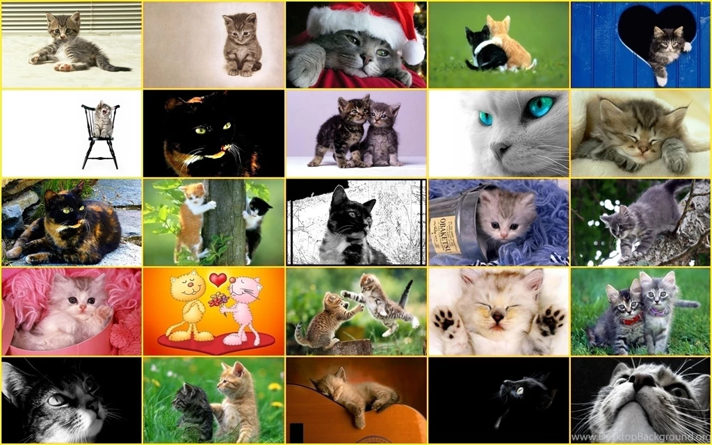 Cute Kitten   Cute Kittens Wallpapers (18854330)   Fanpop