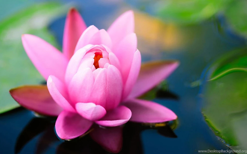 Charming Feminine Pink Flowers HD Wallpapers 12 - Flower ...