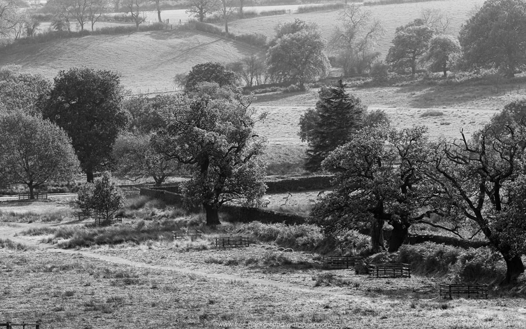 Wooded Landscape Black And White Wallpapers 1440x900 Pixels