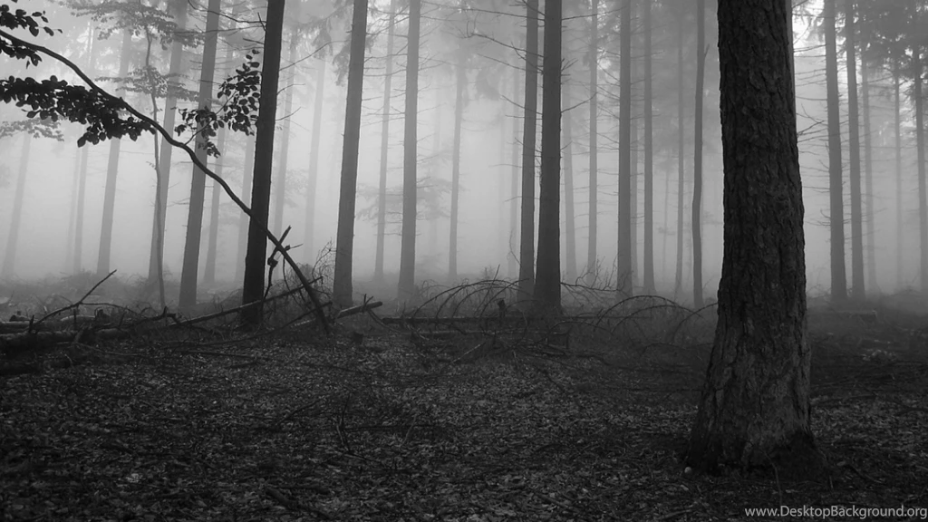 Tree Wallpapers Black And White