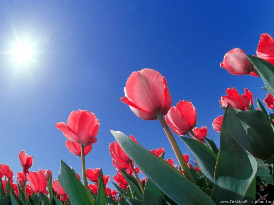 Wallpapers Download Free For PC