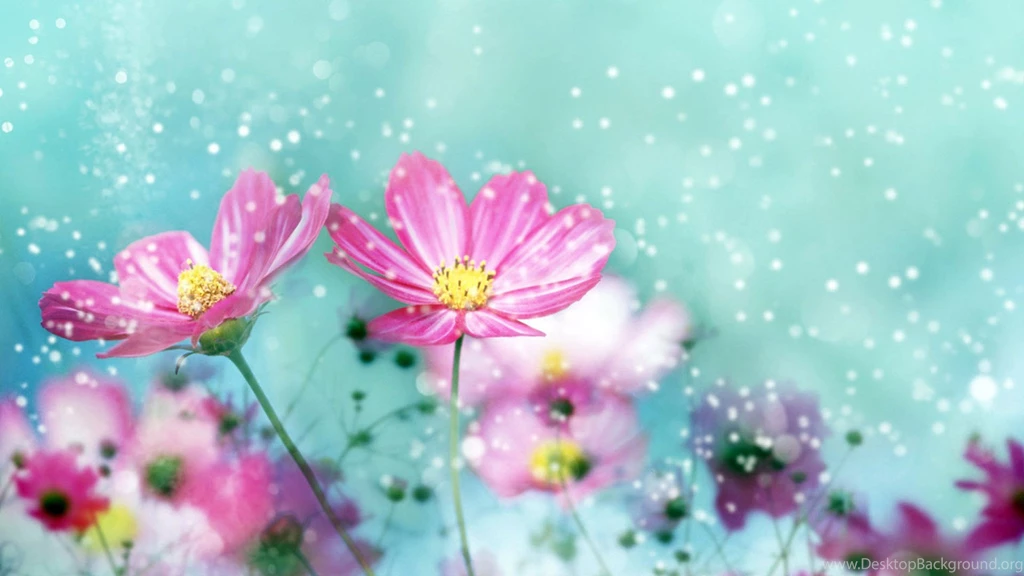Flower Wallpapers Hd