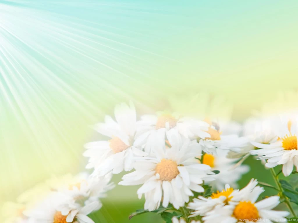 Flowers HD Wallpapers